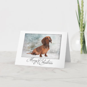 Festividades Cartão de Natal de Dachshund