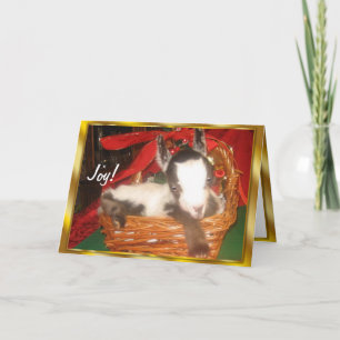 Festividades Cartão de Natal de Gato Bastante