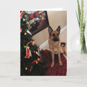 Festividades Cartão de Natal de german shepherd