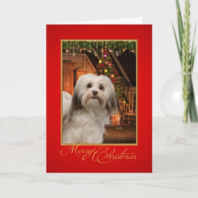 Festividades Cartão de Natal de Havanese (Frente)
