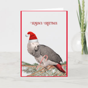 Festividades Cartão de Natal de Papagaio Cinzento Africano