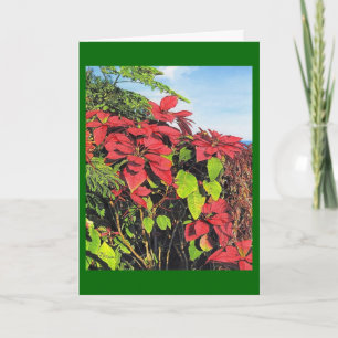 Festividades Cartão de Natal de Paul McGehee "Poinsettias"