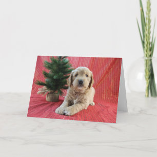 Festividades Cartão de Natal do Goldendoodle