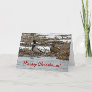 Festividades Cartão de Natal do pato do pato selvagem