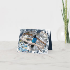 Festividades Cartão de Natal dobrado do Steller's Jay Merry Chr