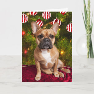 Festividades Cartão de Natal francês Buldogue