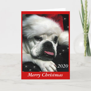 Festividades Cartão de Natal Inglês Bulldog.