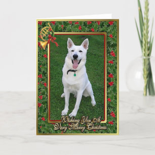Festividades Cartão de Natal para Vazio de Cão Branco