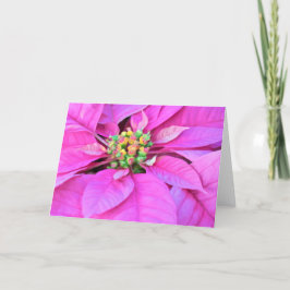 Festividades Cartão de Natal - Poinsettia Rosa