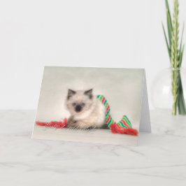 Festividades Cartão de Natal Ragdoll