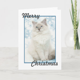 Festividades cartão de natal ragdoll