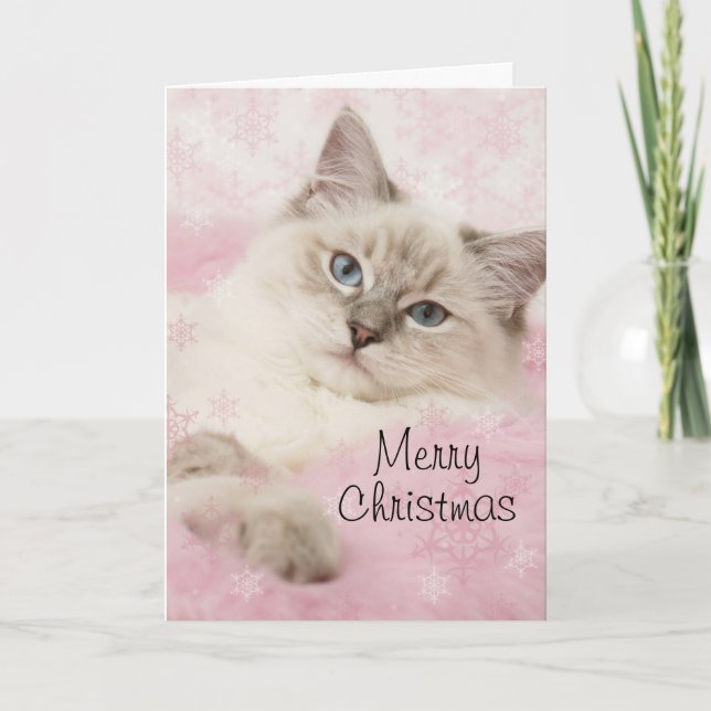 Festividades Cartão de Natal Ragdoll (Frente)