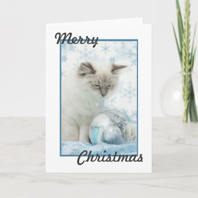 Festividades cartão de natal ragdoll (Frente)