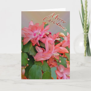 Festividades Cartão de Natal Red Christmas Cactus