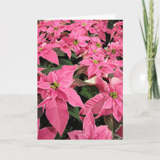 Festividades Cartão de Natal Rosa Poinsietta