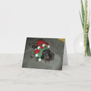 Festividades Cartão de Natal Shih Tzu