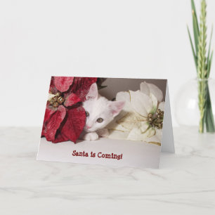 Festividades Cartão de Natal Shy Kitten Poinsettia