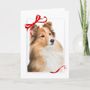 Festividades Cartão de Natal Sweet Sheltie