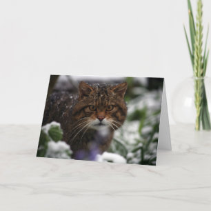 Festividades Cartão de Natal - wildcat escocês 6