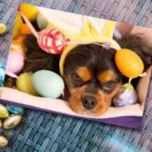 Cartão de Páscoa Cavalier King Charles Spaniel