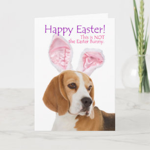 Festividades Cartão de Páscoa Engraçado de Beagle