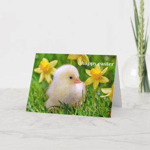 Festividades Cartão de Páscoa - Patinho em um Campo de Narcisos