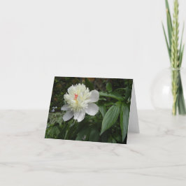 Festividades Cartão de peônia (Paeonia)