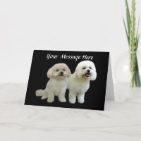 Cartão de Saudação Bichon Buddies