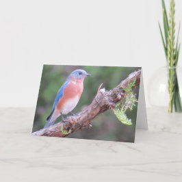 Festividades Cartão de Saudação Bluebird