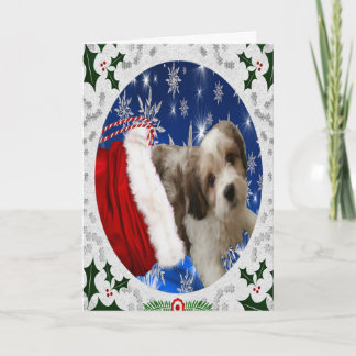 Festividades Cartão de Saudação Cavachon, Cachorro de Natal