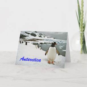 Festividades Cartão de saudação dos Pinguins Antárticos