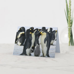 Festividades cartão de saudação dos pinguins imperadores fam