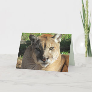 Festividades Cartão de Saudação Stern Cougar