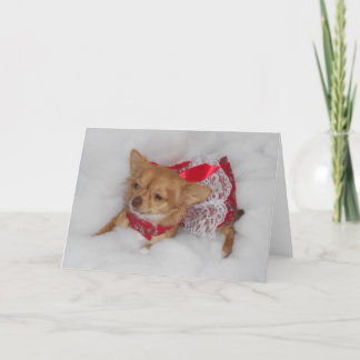 Festividades cartão de sonho chihuahua