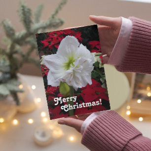 Festividades Cartão Floral de Natal Branco Amaryllis Bloom