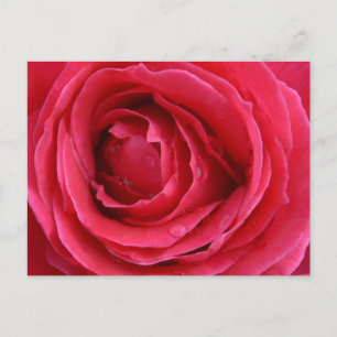 Festividades Cartão postal de Feriado de Rosa de Transcendência