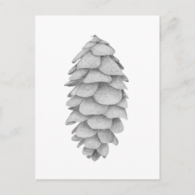 Festividades Cartão postal de férias White Spruce Cone (Frente)