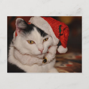Festividades Cartão postal de gato natalino