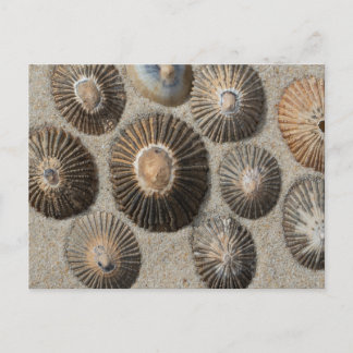 Festividades Cartão postal de Limpets