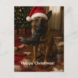 Festividades Cartão postal de Natal do Malinois Belga comendo P