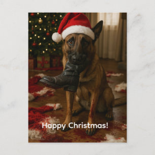 Festividades Cartão postal de Natal do Malinois Belga comendo P