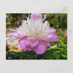 Festividades Cartão Postal de Páscoa Peônia Rosa