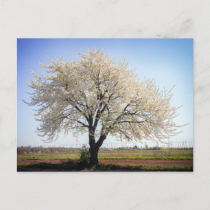 Festividades Cartão Postal de Viagem de Árvore Colorida Elegant