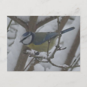Festividades Cartão Postal DIY de Passarinho Perto na Neve