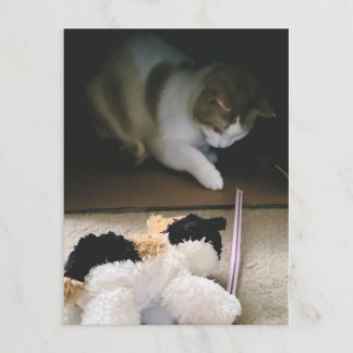 Festividades Cartão postal do tempo de brincadeira do gato de p