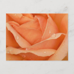 Festividades Cartão postal Rosa de verão indiano