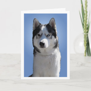 Festividades Cartão Siberiano Husky/Vazio de Cartão Malamute do