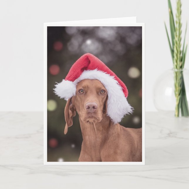 Festividades Cartão Xmas/Cartão de Natal "Magyar Vizsla" (Frente)