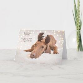 Festividades Cartão Xmas/Cartão de Natal "Magyar Vizsla"