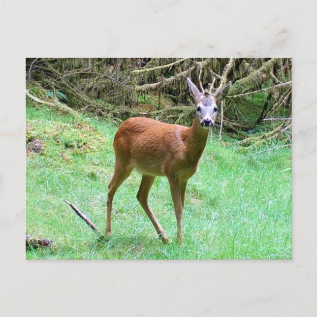 Festividades Cervo Macho em Cartão Postal de Férias na Floresta (Frente)